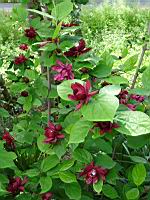 Sinocalycanthus Hartlage wine (prise a Giroussens, Jardin des Martels)(1)